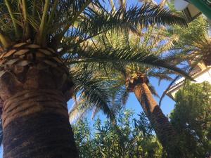 Haus Mikelic - Garten mit Palmen