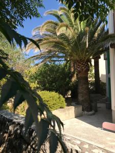 Haus Mikelic - Garten mit Palmen