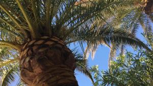 Haus Mikelic - Palme