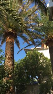 Haus Mikelic - Garten mit Palmen